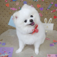 【山手店】2023年2月18日のワンちゃん達♪