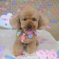 【山手店】2023年2月19日のワンちゃん達♪