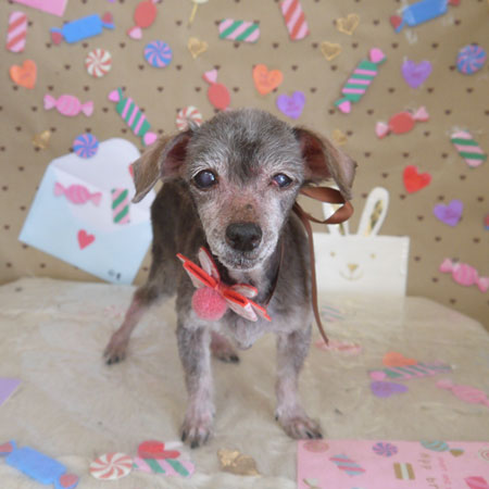 【山手店】2023年2月20日のワンちゃん達♪