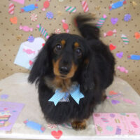 【山手店】2023年2月22日のワンちゃん達♪