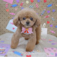 【山手店】2023年2月23日のワンちゃん達♪