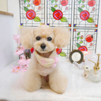 【池下店】2023年2月2日のワンちゃん達♪