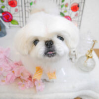 【池下店】2023年2月3日のワンちゃん達♪