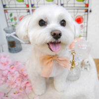 【池下店】2023年2月4日のワンちゃん達♪