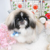 【池下店】2023年2月5日のワンちゃん達♪