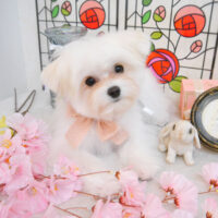 【池下店】2023年2月6日のワンちゃん達♪