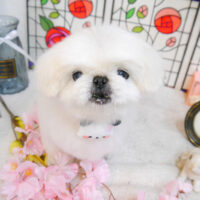 【池下店】2023年2月10日のワンちゃん達♪