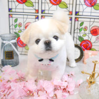 【池下店】2023年2月11日のワンちゃん達♪