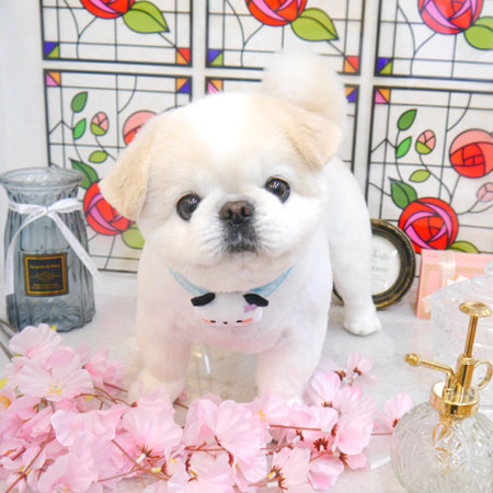 【池下店】2023年2月11日のワンちゃん達♪