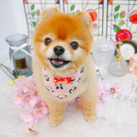 【池下店】2023年2月12日のワンちゃん達♪