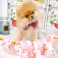 【池下店】2023年2月13日のワンちゃん達♪