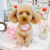 【池下店】2023年2月16日のワンちゃん達♪