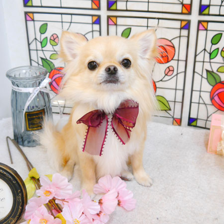 【池下店】2023年2月17日のワンちゃん達♪