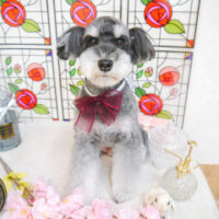 【池下店】2023年2月18日のワンちゃん達♪