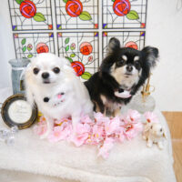 【池下店】2023年2月19日のワンちゃん達♪