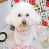 【池下店】2023年2月20日のワンちゃん達♪