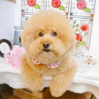 【池下店】2023年2月22日のワンちゃん達♪