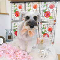 【池下店】2023年2月23日のワンちゃん達♪