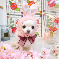 【池下店】2023年2月24日のワンちゃん達♪