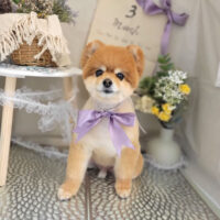 【本店】2023年3月2日のワンちゃん達♪