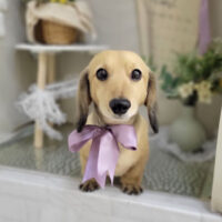 【本店】2023年3月17日のワンちゃん達♪