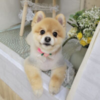 【本店】2023年3月25日のワンちゃん達♪