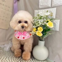 【本店】2023年3月11日のワンちゃん達♪