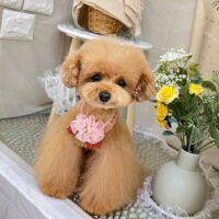 【本店】2023年3月16日のワンちゃん達♪