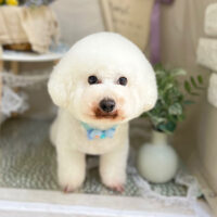 【本店】2023年3月26日のワンちゃん達♪