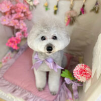 【本店】2023年3月31日のワンちゃん達♪