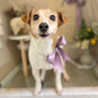 【本店】2023年3月4日のワンちゃん達♪