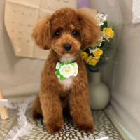 【本店】2023年3月5日のワンちゃん達♪