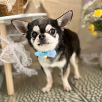 【本店】2023年3月6日のワンちゃん達♪