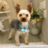 【本店】2023年3月10日のワンちゃん達♪