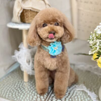 【本店】2023年3月13日のワンちゃん達♪