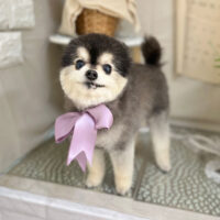 【本店】2023年3月19日のワンちゃん達♪