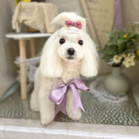 【本店】2023年3月24日のワンちゃん達♪