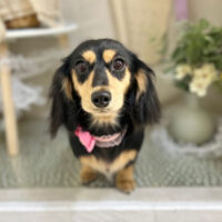 【本店】2023年3月27日のワンちゃん達♪