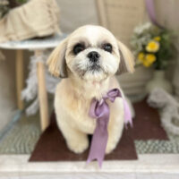 【本店】2023年3月29日のワンちゃん達♪