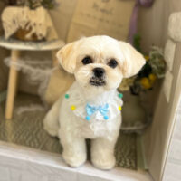 【本店】2023年3月3日のワンちゃん達♪