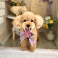 【本店】2023年3月9日のワンちゃん達♪