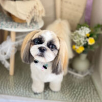 【本店】2023年3月12日のワンちゃん達♪