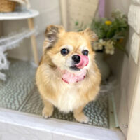 【本店】2023年3月18日のワンちゃん達♪