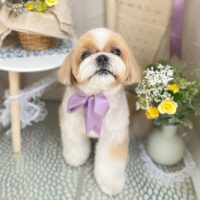 【本店】2023年3月20日のワンちゃん達♪