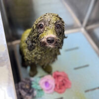 【本店】2023年3月23日のワンちゃん達♪