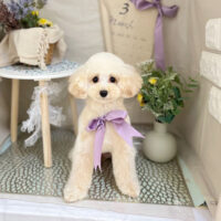 【本店】2023年3月30日のワンちゃん達♪