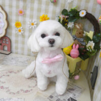 【山手店】2023年3月26日のワンちゃん達♪