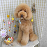 【山手店】2023年3月27日のワンちゃん達♪