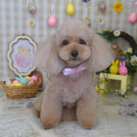 【山手店】2023年3月29日のワンちゃん達♪