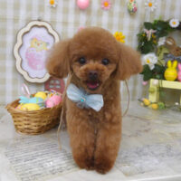 【山手店】2023年3月30日のワンちゃん達♪